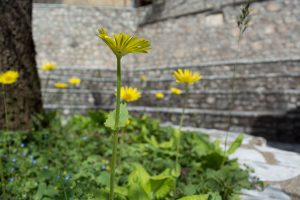 Διάφορες φωτογραφίες από το Γαρδίκι